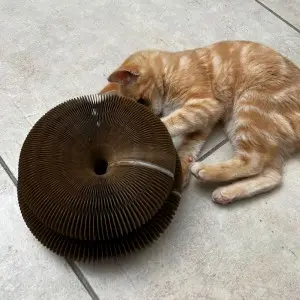 Jouet d'intérieur pour griffes de chat Jouet d'intérieur pour griffes de chat