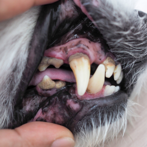 soin dentaire canin