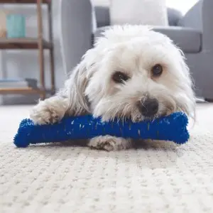 jouet spécial brossage de dents pour chien CHEWBRUSH PRO