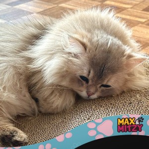 griffoir et jeu pour chat griffoir et jeu pour chat