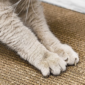chat qui fait ses griffes chat qui fait ses griffes